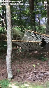 This bear is making the most of a hammock set up in an Asheville resident's backyard, taking a nap on a beautiful summer day. https://abcn.ws/2Q2LHtV | ABC News
