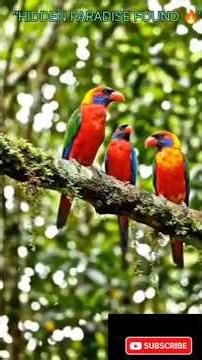 Thailand’s Hidden Island Waterfall That Feels Unreal 😳 | Koh Kood Cinematic Travel #thailand #birds