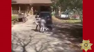 Precinct 1 Constable Alan Rosen’s Animal Cruelty Investigators arrested Marlene Gomez Tuesday morning on a felony warrant after Ms. Gomez was charged by the Harris County District Attorney's Office with Animal Cruelty. The owner was caught on video abusing her dog prompting an investigation. The dog is currently being cared for at the Houston SPCA where it was given a medical exam. A veterinarian determined the husky to be severly emaciated and underweight. #animalcrueltyawareness The video show