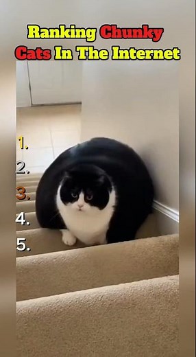 Funny Chunky Cats Moments That Will Make Your Day #shorts
