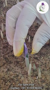 🌸 Saffron Flower Harvest 2025 | Indoor Saffron Farm Blooming Season