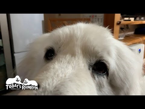 町の家のお姉さんが来てくれてとても嬉しかったルンルンとアランです Great Pyrenees グレートピレニーズ