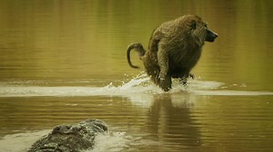 I know what I'm watching tonight! If you followed us while we were in South Africa you know how fascinated we were with the wildlife. Discovery's new show #Serengeti is going to give us all a look at how these animals survive out there on a day to day basis. The series premiers tonight at 8pm on Discovery and Discovery GO | Murder Nova