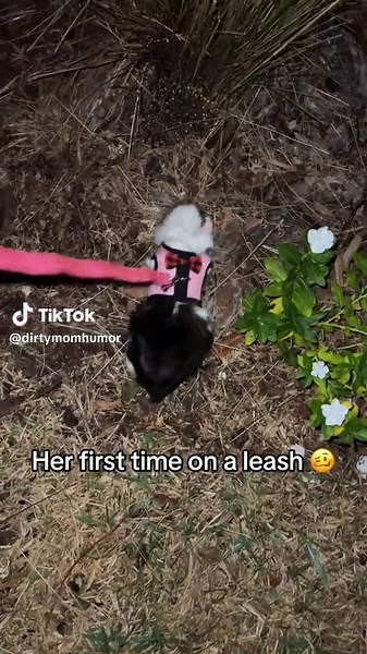 Guinea Pig Walking on Leash for the First Time