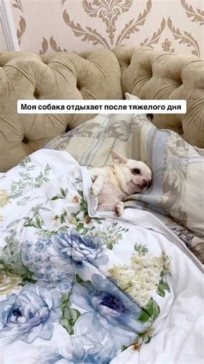 А ваши что умеют?😊#юмор #family #животные #shorts #жизнь #мем
