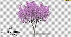 Animated Pink Blossom Tree Swaying with Alpha Channel