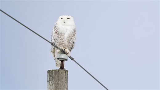 Want to spot a rare snowy owl? You may be in luck this winter