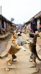 Funny Farm Dogs Doing a Balance Trick in the Village! 🐕😂