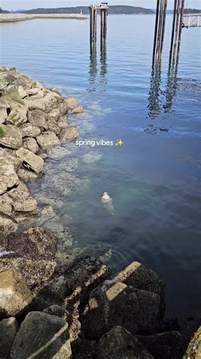 Discover Spring Vibes on Vancouver Island