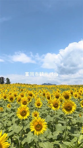 【富岡市観光】丹生の丘ひまわり畑→こんにゃくパーク→群馬県立自然史博物館