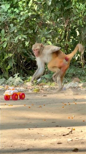 Monkey King’s Shocking Behavior 😳🔥 | Everyone Was Surprised