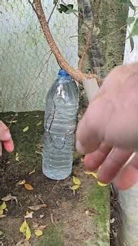 İncir Ağacında Hava Kökü "Ficus retusa air root"