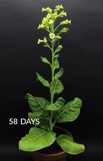 Boxlapse on Instagram: "Tobacco plant seed to flower in 60 days. New top 10 timelapses of 2021 video up on youtube, link in bio! - - #timelapse #timelapsevideo #timelapsephotography #youtube #watchplantsgrow #nature #gardeningtips #gardening #vegetables #boxlapse #plants #plant #urbangardening #urbangardener #tobacco #seed"