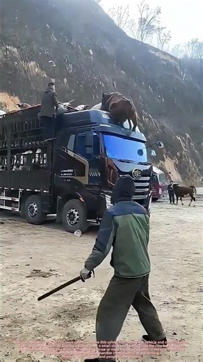 Open Livestock Trailer Leads to Dangerous Escape