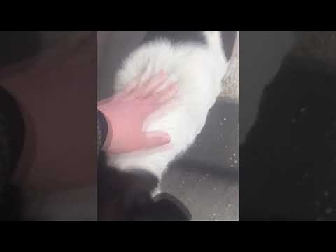 Man Reunited with Dog After 3 Years || ViralHog