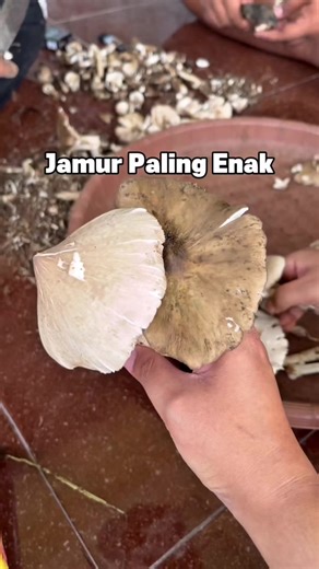Jamur barat Jamur Trucuk jamurrrr harta karun paling enak 😍🤤🤤 Masyaallah andaikan tiap hari ada yaa 😂 Kalian suka dimasak apa nih jamur hutan ini? 🥰 #jamurbarat #jamurhutan #jamurtrucuk #masakjamur #fyp
