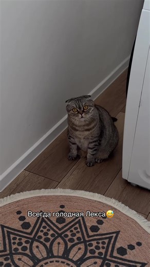 #котики #scottish #котикиправятмиром #lovecatsoftiktok