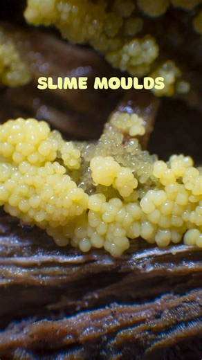 SLIME MOULDS | watch the full video on my channel