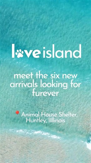 Love Island- adoptable dogs