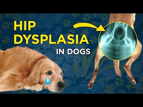 Hip Dysplasia in Dogs - VetVid Dog Care Video
