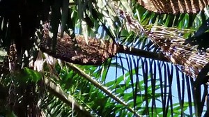 A Giant honey bees. 5 colonies on 1 palm tree.Apis Dorsata. 五窩一樹的大排蜂.Madu Tualang.