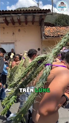 Vì sao họ lại vác xương rồng đầy gai trên lưng