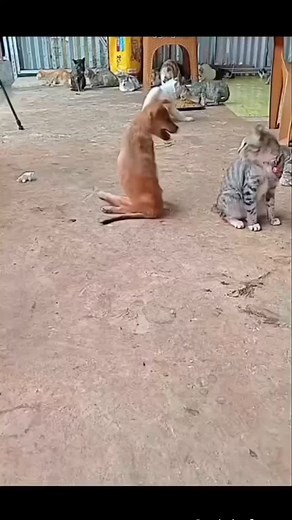 Rx Røñì on Instagram: "@panda_class.2 😂😂"