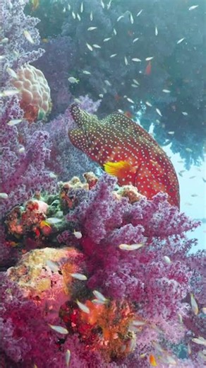 Every Shade of Purple Soft Coral in the Red Sea