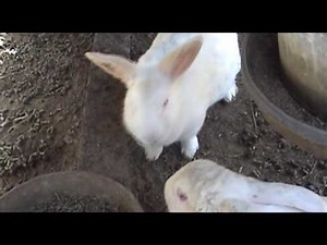 Free Range New Zealand White Rabbit Area.