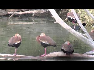 Digiscoping with an iPhone 4s & Swarovski Spotting Scope.mov