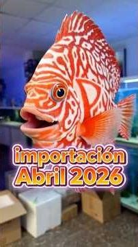 peixos Valencia importación abril 2026 #fish #shorts #viral #trending