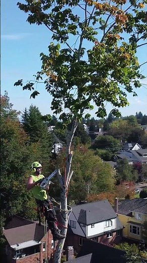 Taking the Top Off in West Seattle #shorts #fyp #treecare #treeremoval #seattletreecare #treeservice