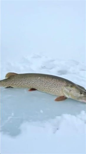 Giant Musky Almost Got Away - Ice Fishing #shorts #shortrival