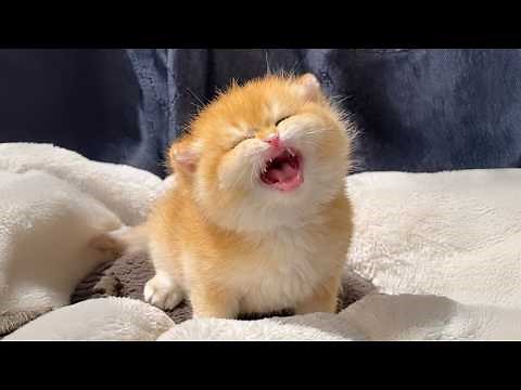 Kittens Can't Stop Being OVERDRAMATIC! 🤣