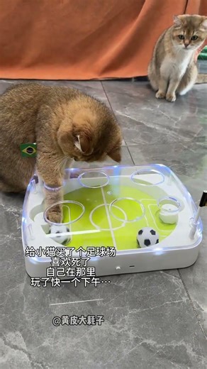 Kitten's Football Fun: A Cat's Playtime Revolution