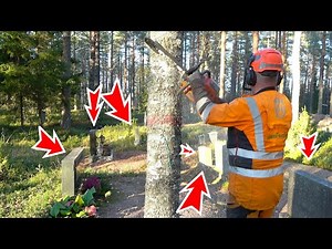 Backyard Tree Cutting Feels Like a Walk In the Park After This Job