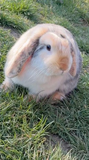 Funny Rabbit Playing Outdoor 🐰