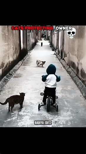 CAT PROTECTION💀 #shorts