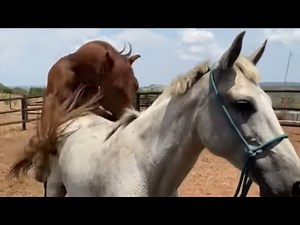 super horse meeting in zoo