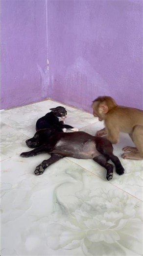 Best video Of CUTE Sokhaa And fun , ADORABLE Animal WILL MAKE YOU SMILE #shorts