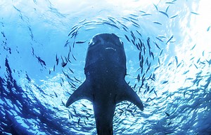 6 Tips for Whale Shark Conservation