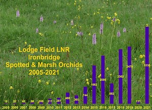 Spotted and marsh orchids are flourishing in our borough! Here’s evidence of the improving state of our native wildflower meadows at The Beeches and Lodge Field local nature reserves. Our thanks to the Friends of Lodge Field and Beeches Local Nature Reserves and John Box for sharing details of the counts. There are similar big increases recorded at Dothill and Apley Woods local nature reserves too 😍 #SustainableTW💚 | Telford & Wrekin Council