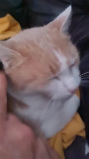 Meine Mama katz Jefferson  Und ja gibts miau | Michaela Kirchner | Facebook