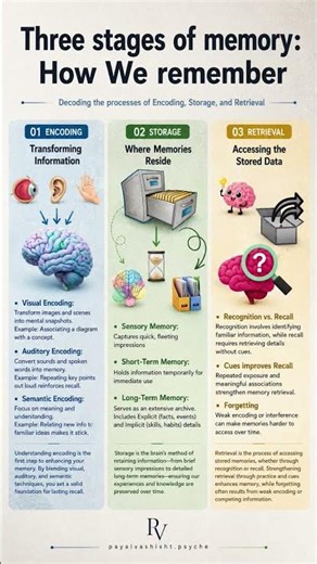 Three Stages of Memory #encoding #retrieval #storage #psychologytoday #neuroscience #brain #neuro