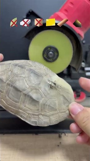 Which material can cut the hard core of turtle shell? Experiment