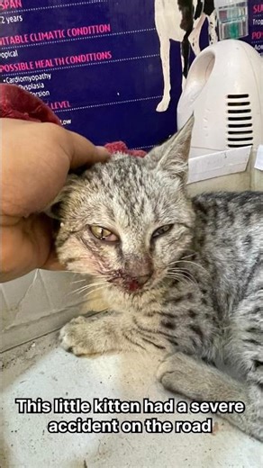Critical Head Injury Kitten – From Trauma to Recovery