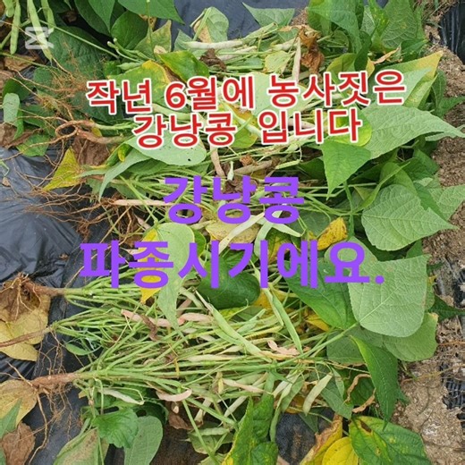강낭콩파종시기!#시골살이브이로그 #귀촌생활 #엔요맘 #강낭콩#강낭콩파종