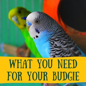 Getting a Budgie: Things You Need