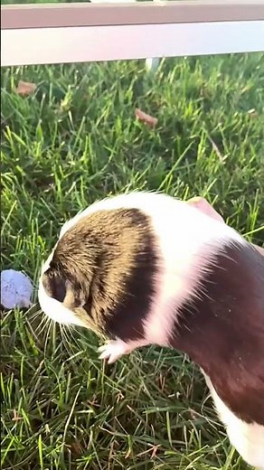 Guinea pig olympics😍😁😂 #guineapigs #cute #audio