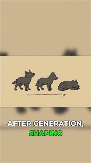 How dogs went from wild to best friend 🐾 #evolution #dog #history